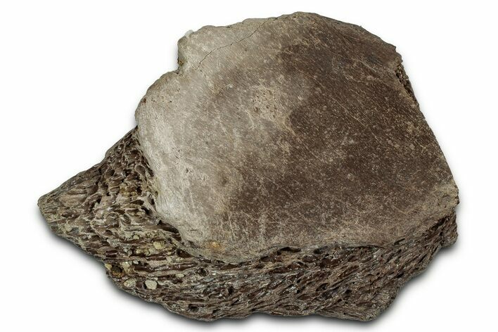 Fossil Ornithischian Dinosaur Bone Section - Montana #355109